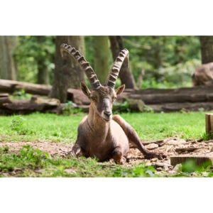 徠卡 Leica Extender L 2.0x 增距鏡 (適用於徠卡SL系統鏡頭) 增距環