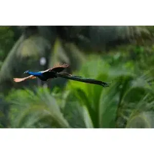 索尼 Sony A1 II 無反光鏡相機 (淨機身) - Image 9